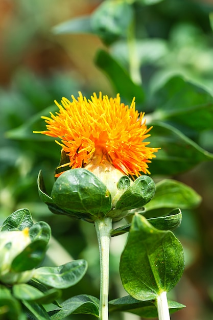 Saflorblumen auf einem Gebiet