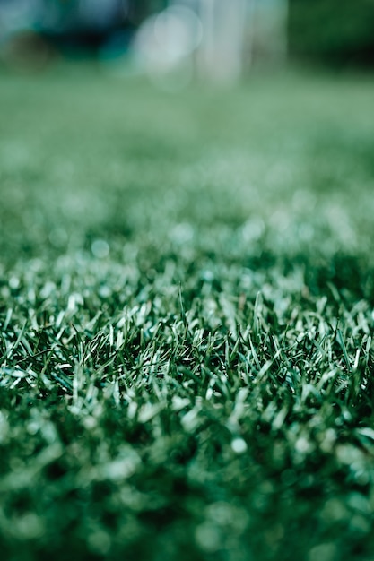 Foto saftig grüner rasen in trendiger farboptik sportrasen fußballrasenwiese