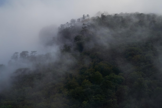 Saftig grüner Wald in den Bergen ist in den Wolken begraben