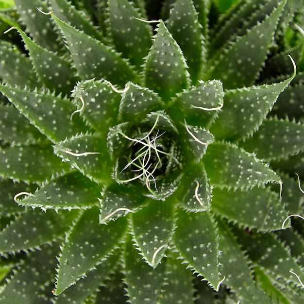 Saftige Aloe Zimmerpflanze grün ährentragend Blätter Hintergrund Draufsicht