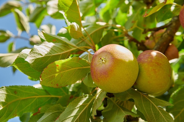 Saftige grüne Äpfel, die bereit sind, von einem Baum auf einem Bauernhof geerntet zu werden