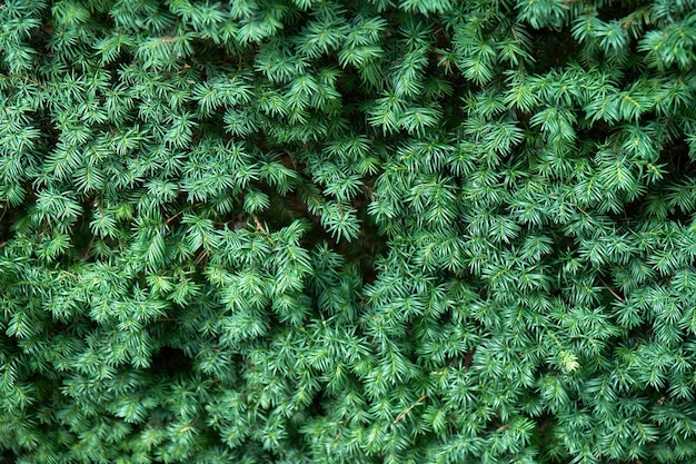 Saftige grüne Zweige der gemeinen Eibe als Blumenhintergrund in der Nähe