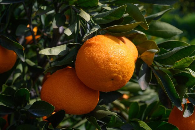 saftige Mandarinen auf Baumzweigen auf Zypern 6