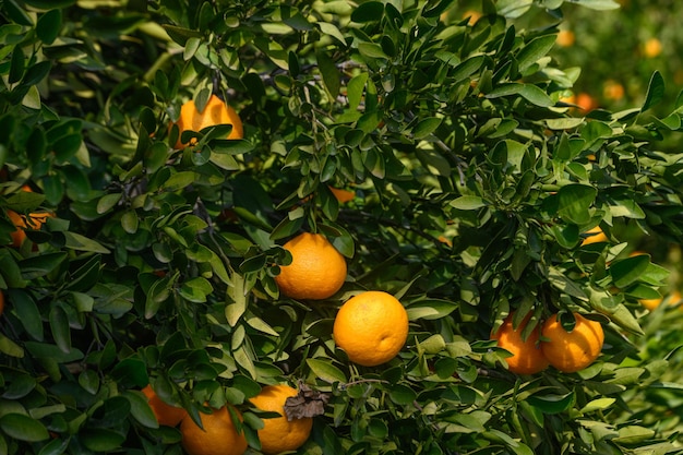 saftige Orangen auf Baumzweigen auf Zypern 9