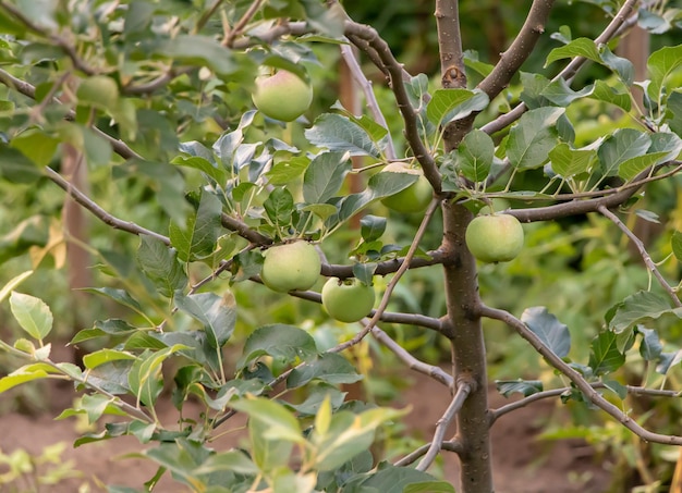 Saftige Äpfel wachsen im Konzept der wohltuenden Früchte des Baums