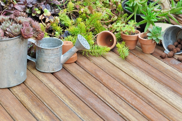 Saftige Pflanzen auf der Terrasse