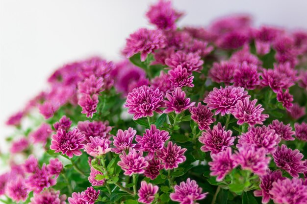 Saftige Postkarte mit rosa Chrysanthemen auf weißem Hintergrund