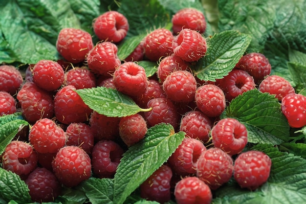 Foto saftige reife himbeeren frische himbeeren auf dunklem hintergrund kopierraum nahaufnahme