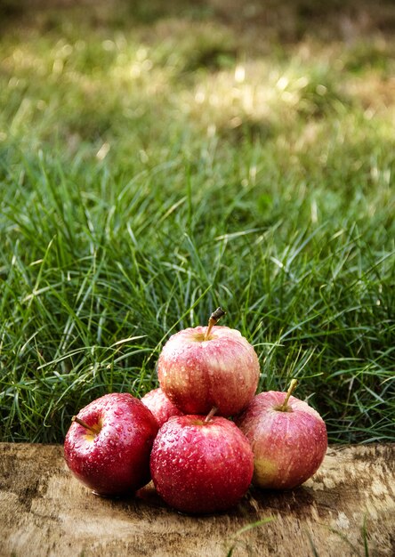 Saftige rote Äpfel auf einem Hintergrund des grünen Grases. Herbstfrüchte. Ernte.