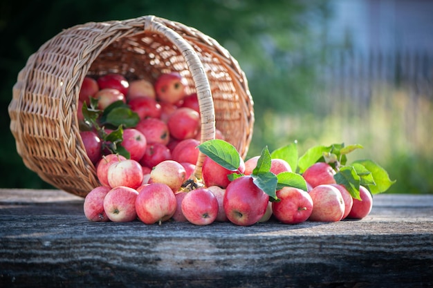 Saftige rote Äpfel in einem Korb und auf dem Tisch auf einem wunderschönen natürlichen Gartenhintergrund Platz für Text Thema Apfelernte