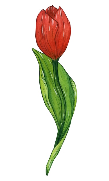 Saftige rote Tulpe mit viel Grün isolieren Aquarellillustration