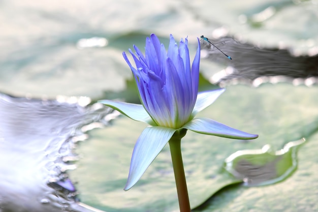 Saftiger blühender Lotus mit Libellen-Nahaufnahme