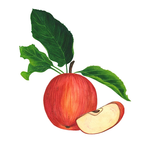 Saftiger roter Apfel mit grünen Blättern und einer von Hand gezeichneten Scheibe Aquarellillustration isoliert