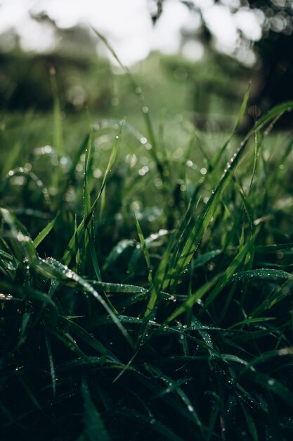 Saftiges üppiges grünes Gras auf der Wiese mit Wassertropfen im Morgenlicht