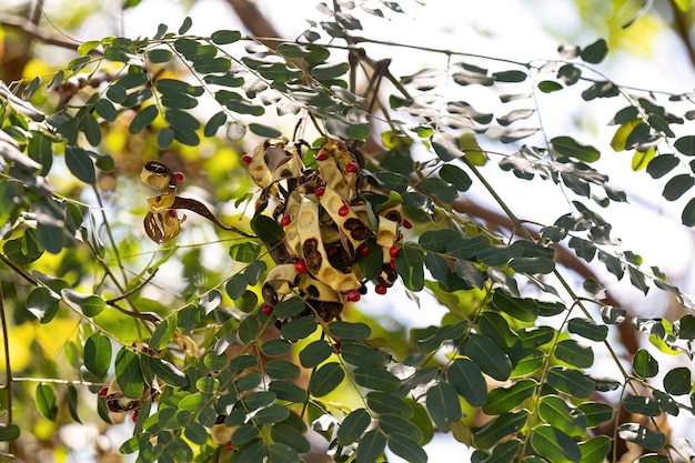 Sagenbaumsamen der Art Adenanthera pavonina