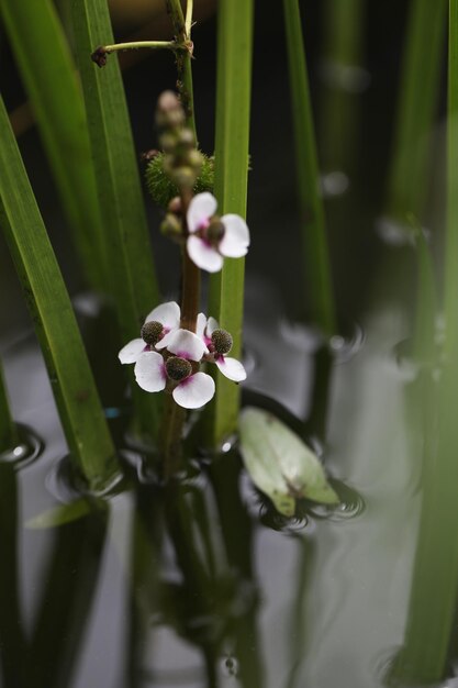 Sagittaria sagittifolia Blüten im Gartenteich