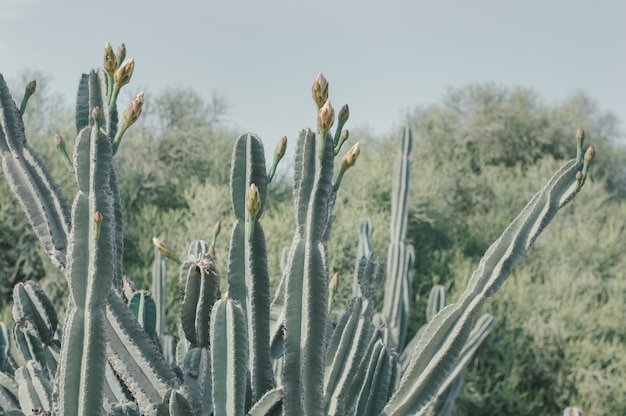 Foto saguaro-kaktus mit blütenknospen carnegiea gigantea wüstenpflanze