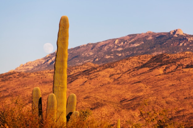 Foto saguaro-nationalpark