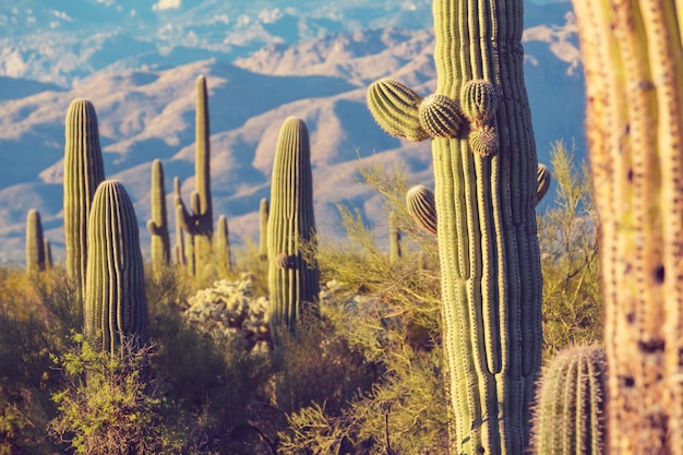 Saguaro-Nationalpark