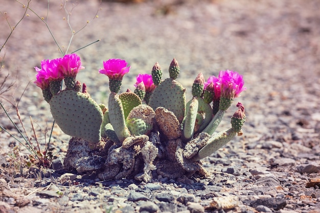 Saguaro-Nationalpark