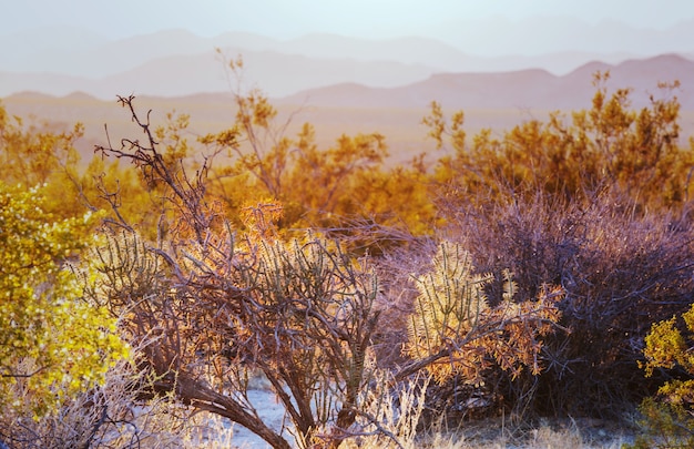 Saguaro Nationalpark