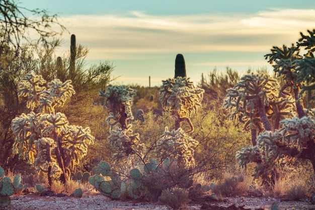 Saguaro Nationalpark