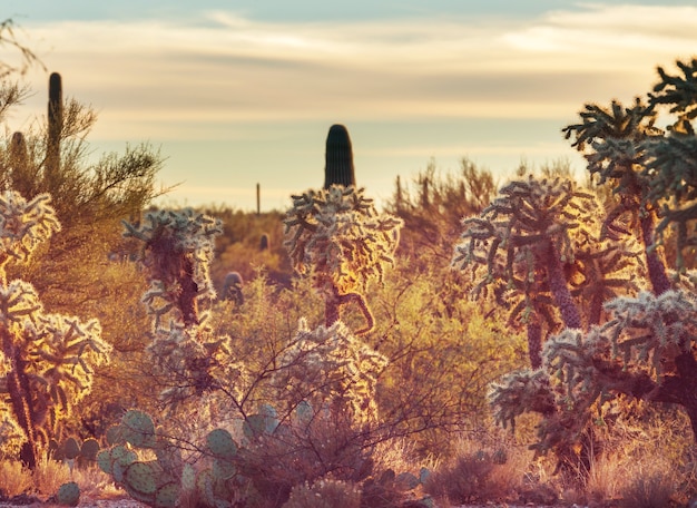 Saguaro Nationalpark