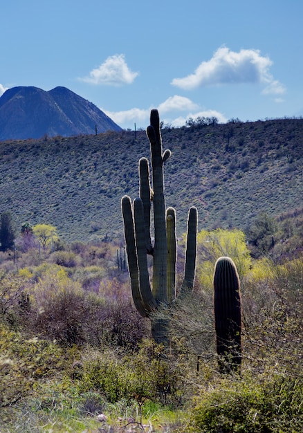 Saguarokaktus in den Bergen, Arizona-Wüste