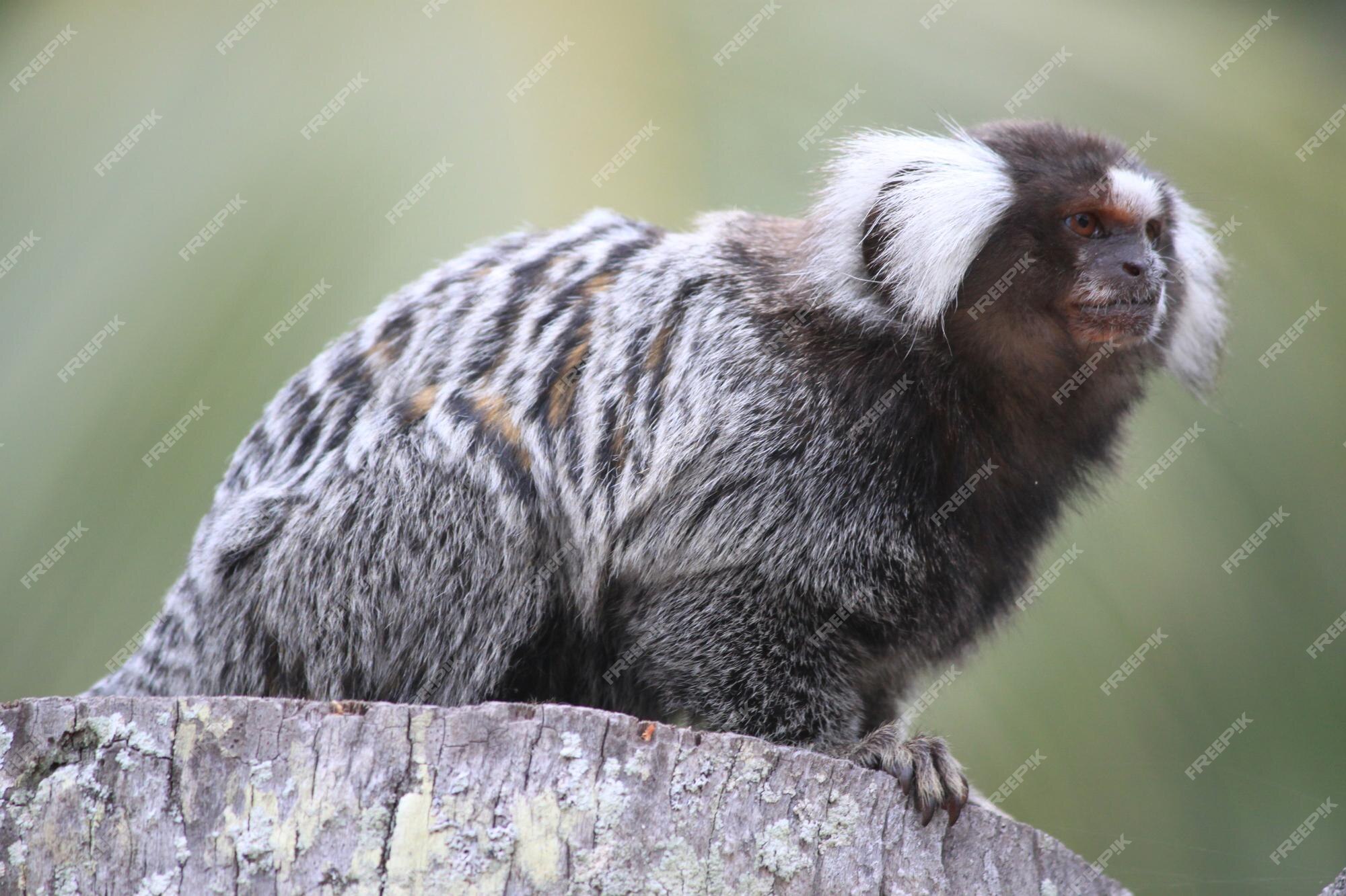 Sagui de tufo branco callithrix jacchus pequeno macaco que habita as  florestas brasileiras