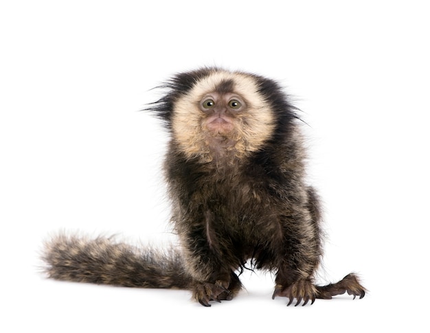 Sagui de cabeça branca jovem em pedaço de madeira, Callithrix geoffroyi isolado