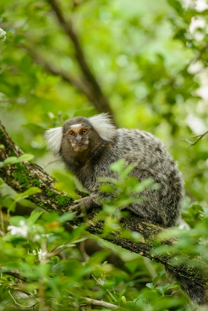 Sagui de tufo branco callithrix jacchus pequeno macaco que habita as  florestas brasileiras