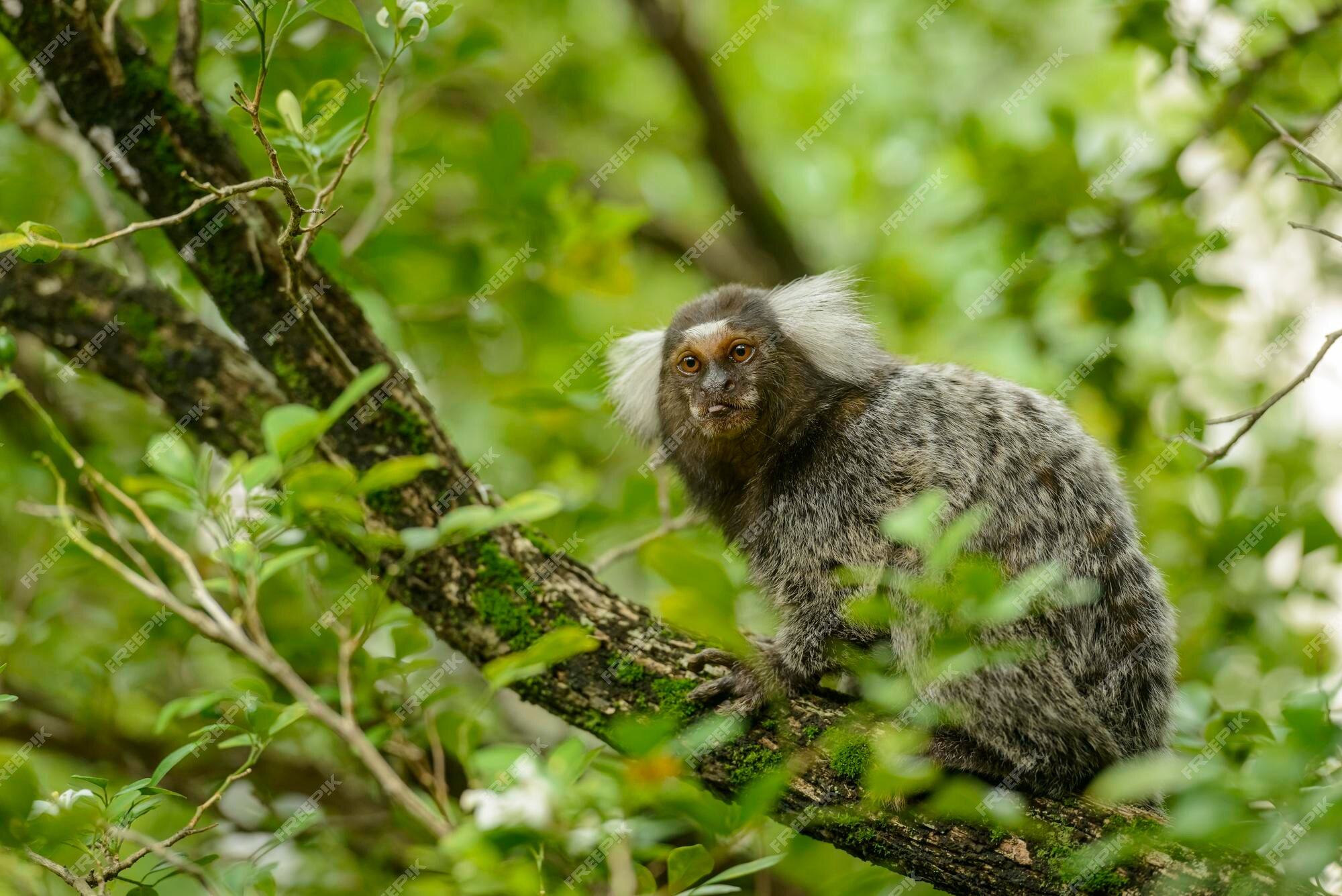 Sagui de tufo branco callithrix jacchus pequeno macaco que habita as  florestas brasileiras