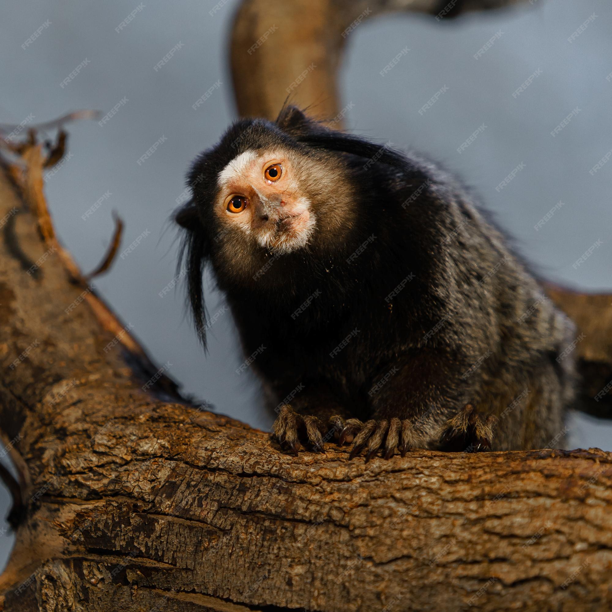 Sagui: aprenda tudo sobre esse animal aqui