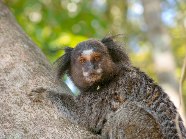 2.089 fotos de stock e banco de imagens de Sagui - Getty Images