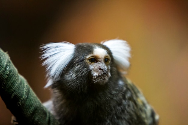 Sagui