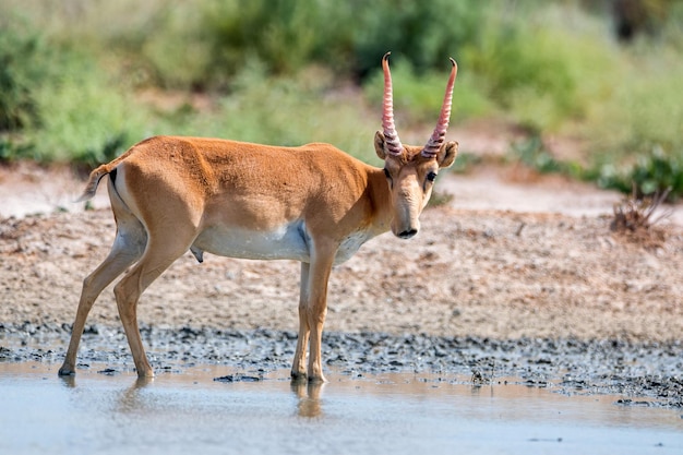 Saiga-Antilope oder Saiga tatarica steht in Steppe nahe Wasserloch