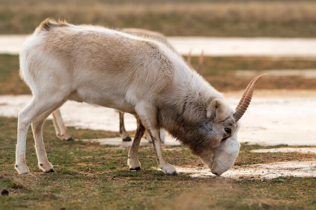 Saiga-Antilope oder Saiga tatarica trinkt im Winter in der Steppe in der Nähe des Wasserlochs