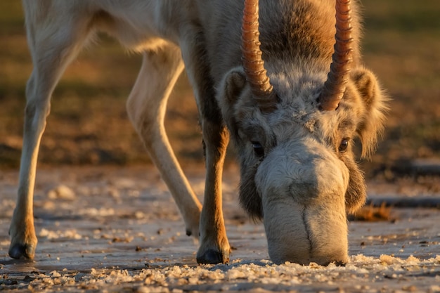 Saiga antílope ou saiga tatarica bebe na estepe perto do poço no inverno