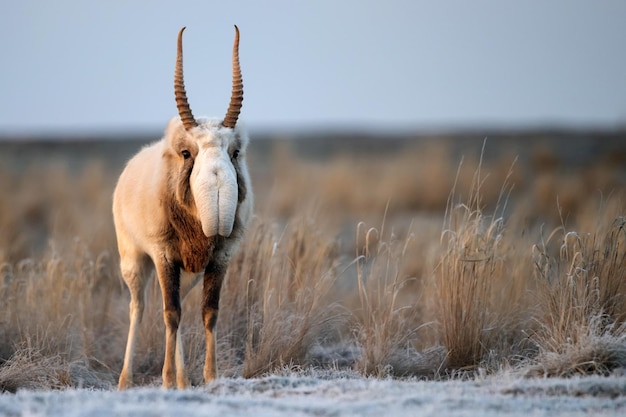 Saiga antílope ou saiga tatarica caminha na estepe perto do poço no inverno