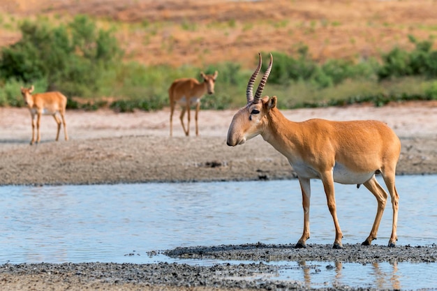 Saiga antílope ou saiga tatarica fica em estepe perto de poço