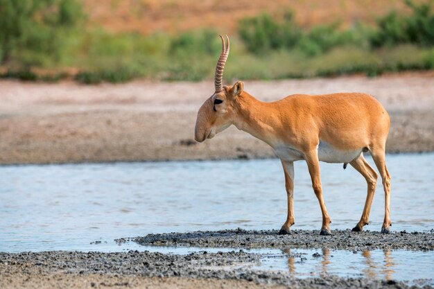 Saiga antílope ou saiga tatarica fica em estepe perto de poço