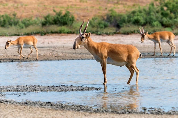 Saiga antílope ou saiga tatarica fica em estepe perto de poço