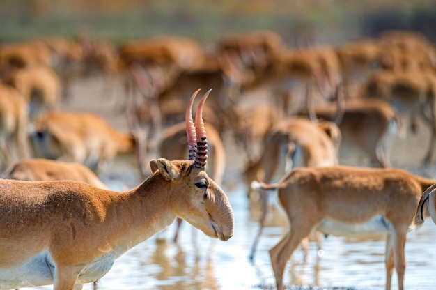 Saiga tatarica en un abrevadero bebe agua