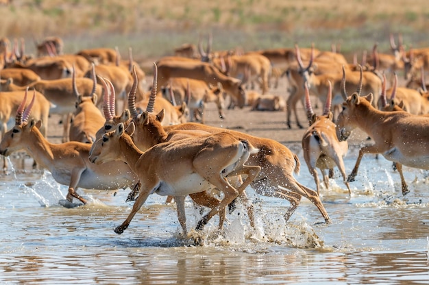 Saiga tatarica en un abrevadero bebe agua