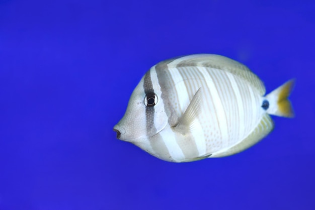 Foto sailfin tang en acuario sobre fondo azul closeup