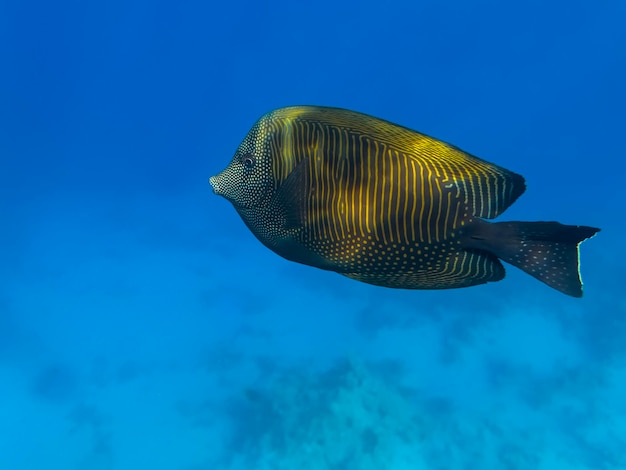 Foto sailfin tang zebrasoma desjardinii mar rojo egipto