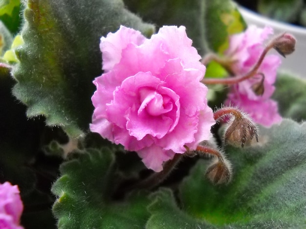 Saintpaulia oder Uzambara Violett von rosa Farbe mit flauschigen grünen Blättern um Schöne rosafarbene Frotteeblume Zahlreiche dünne Zotten Eine zarte Pflanze, die in Ostafrika beheimatet ist Closeup Home Blumenzucht