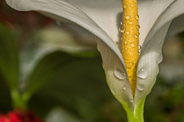 Foto saison frische