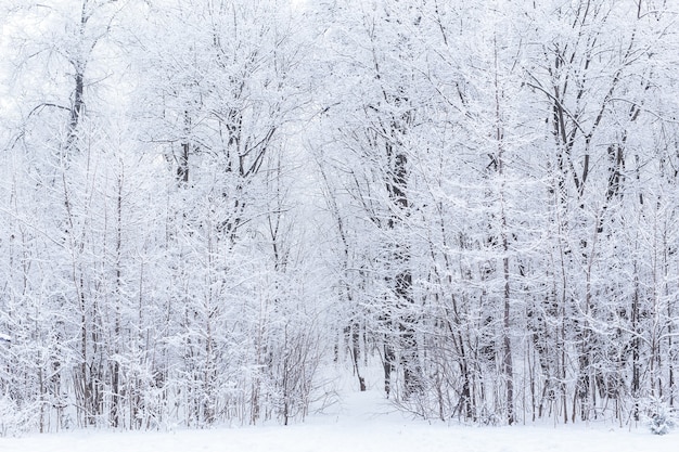 Saison- und Naturkonzept - Winterpark im Schnee.