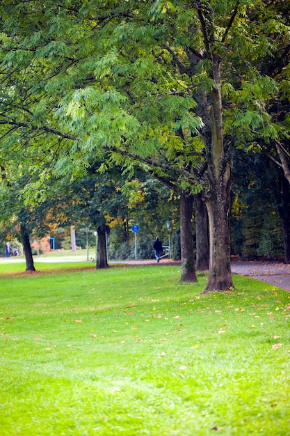 Saisonale Bäume und Straßen Grüne Natur im Parkfoto